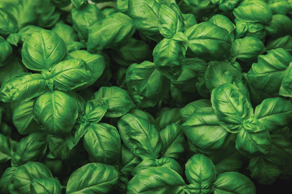 Basil plants.