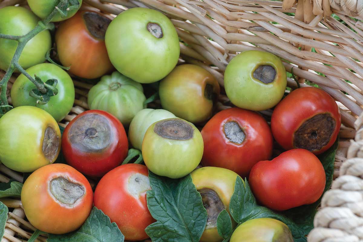 Blossom End Rot Tomatoes.