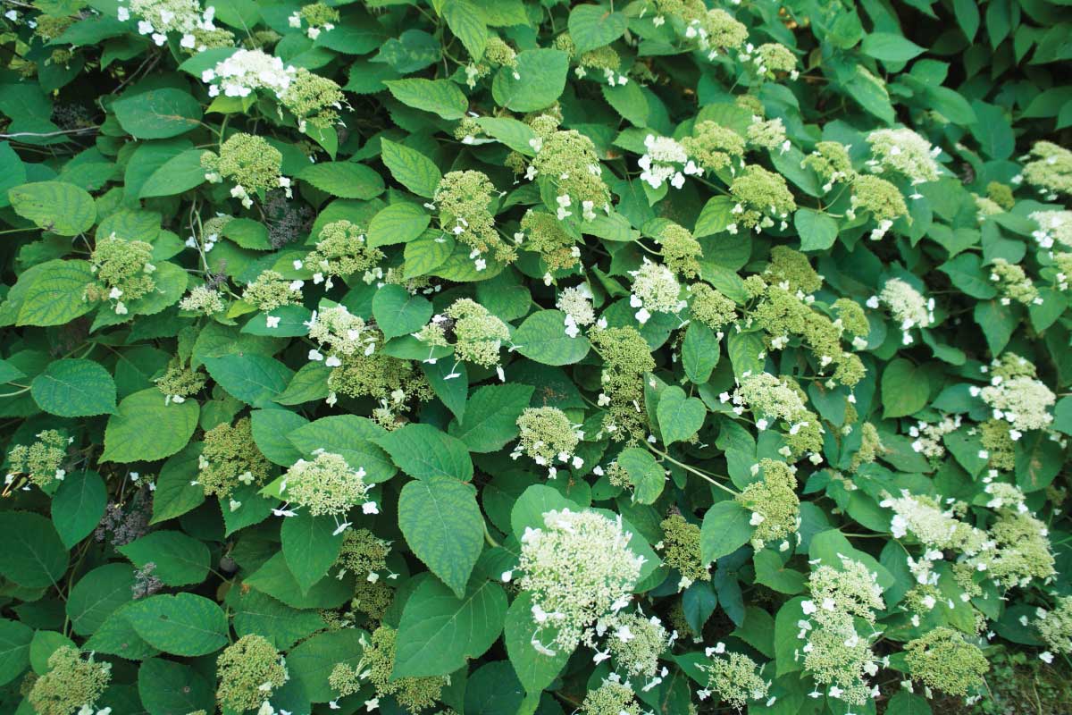Climbing Hydrangea (Hydrangea petiolaris).
