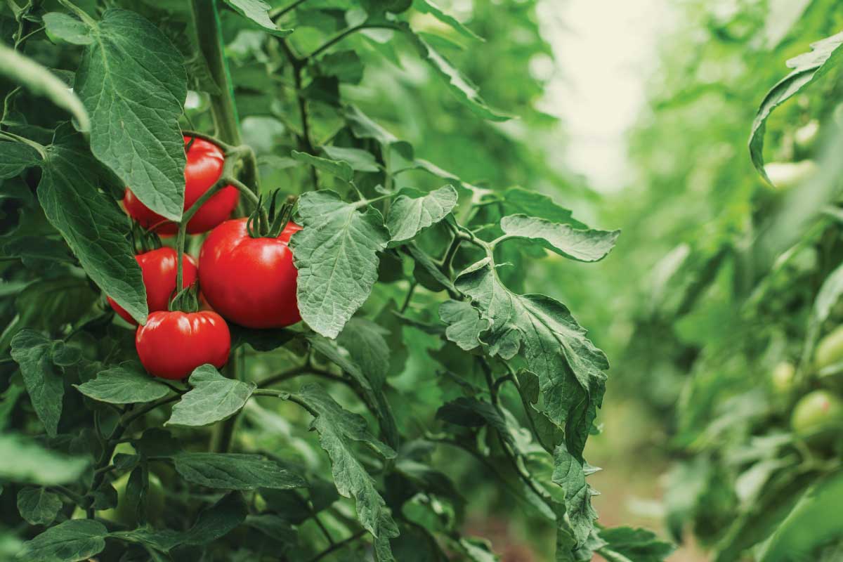 Determinate vs. Indeterminate Tomatoes.