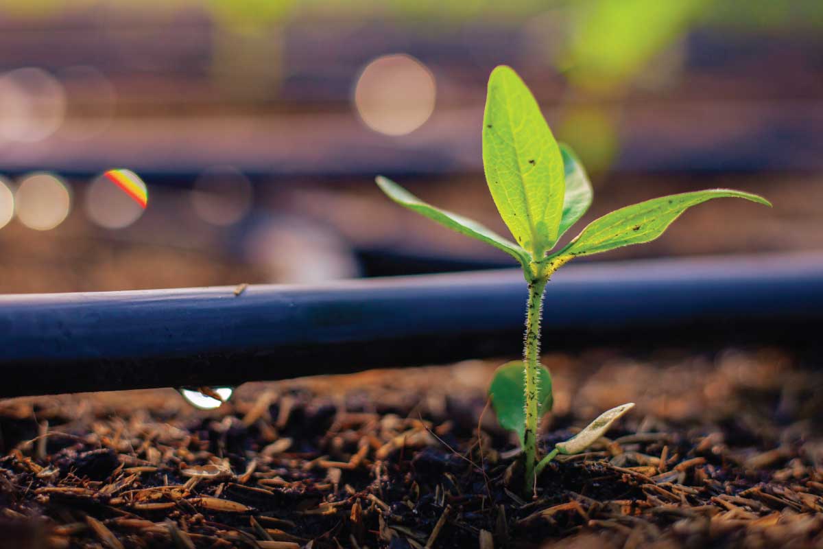 Drip Irrigation.