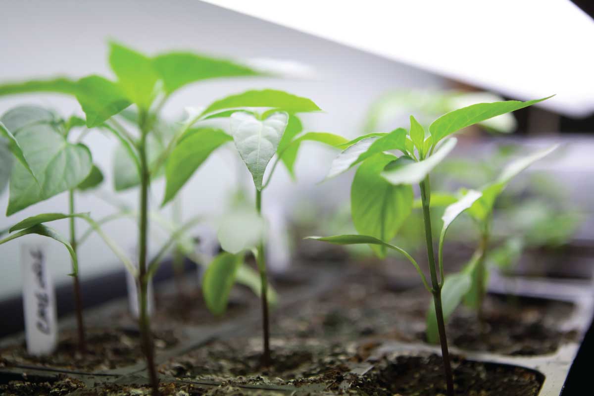 Grow Lights.