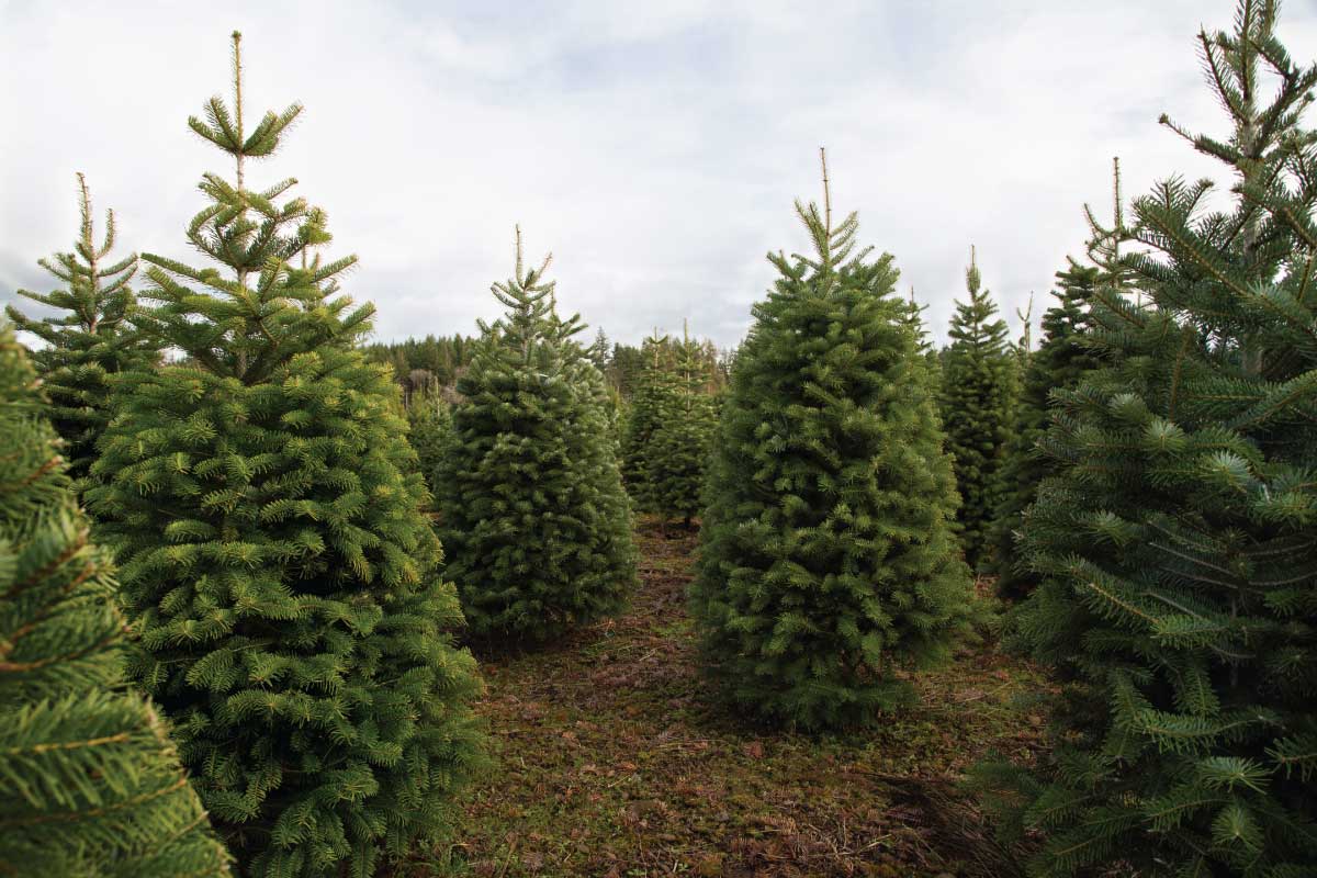 How to Choose a Real Christmas Tree.