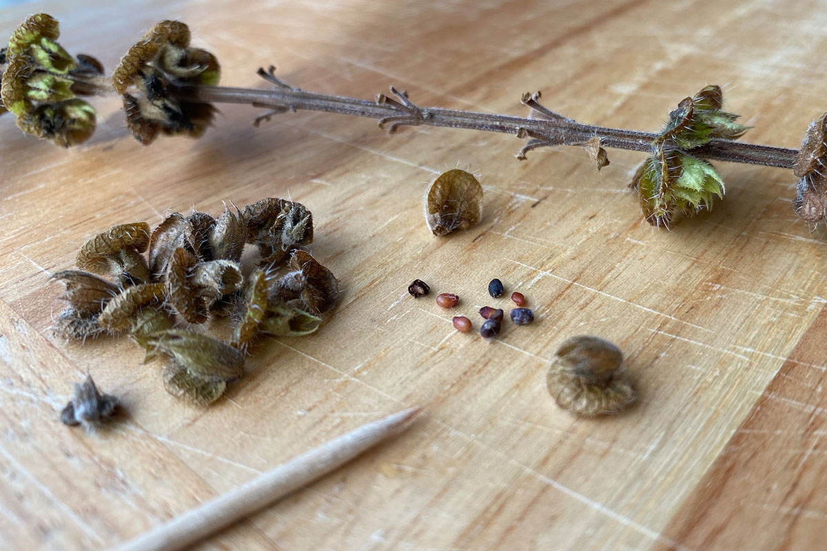 How to Harvest Basil Seeds.
