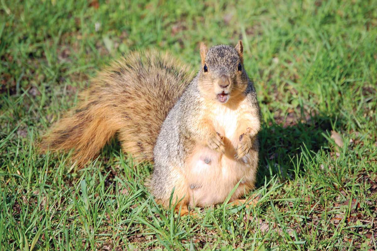 How to Keep Squirrels From Digging Up Bulbs.