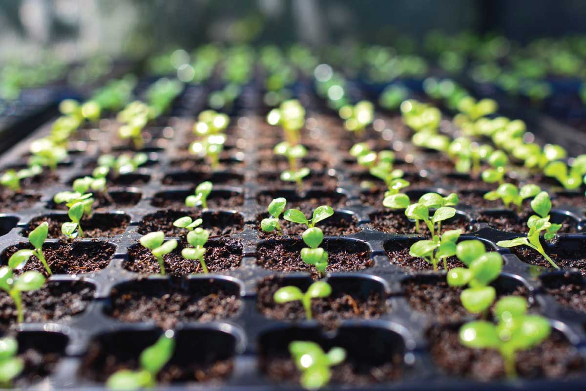 How to Start Seeds Indoors.