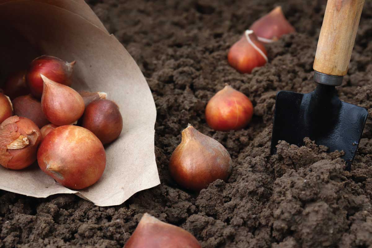 Is it too late to plant bulbs?
