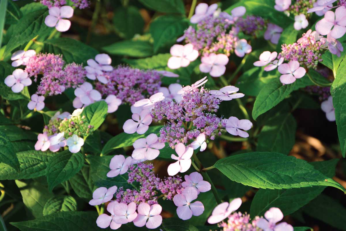 Mountain Hydrangea (Hydrangea serrata).