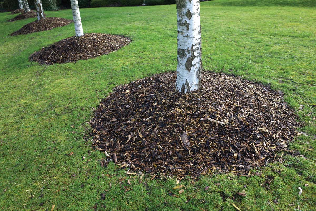 Mulch volcano around the base of a tree.
