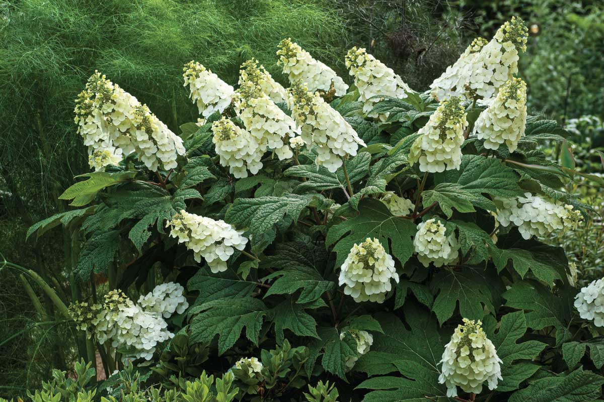 Oakleaf Hydrangea (Hydrangea quercifolia).