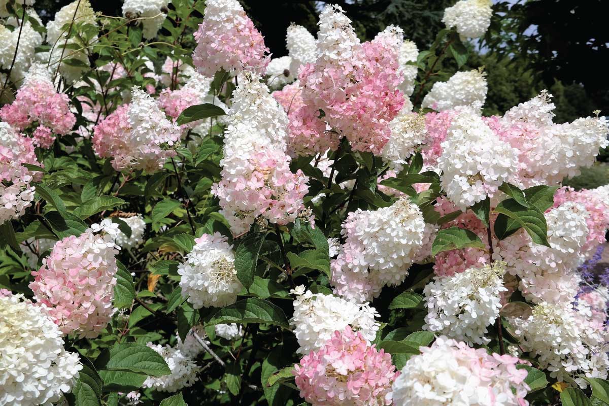 Panicle Hydrangea (Hydrangea paniculata).