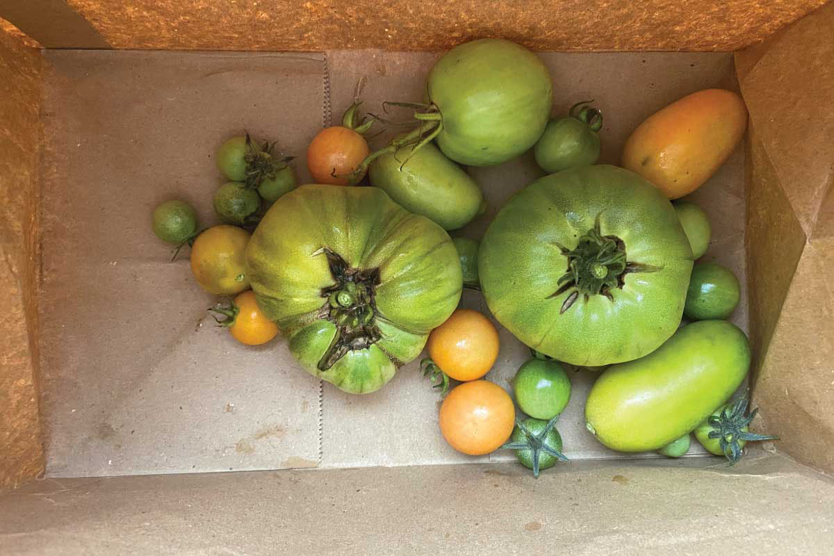 Ripen tomatoes in paper bag.