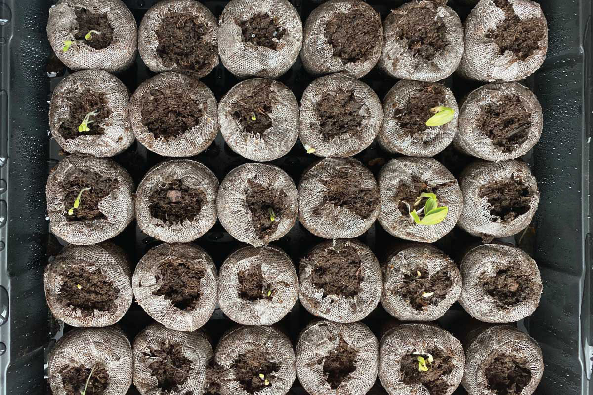 Seed Starting With Jiffy Peat Pellets.