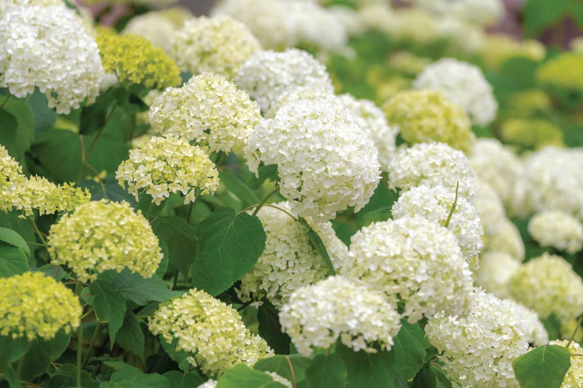 Smooth Hydrangea (Hydrangea arborescens).