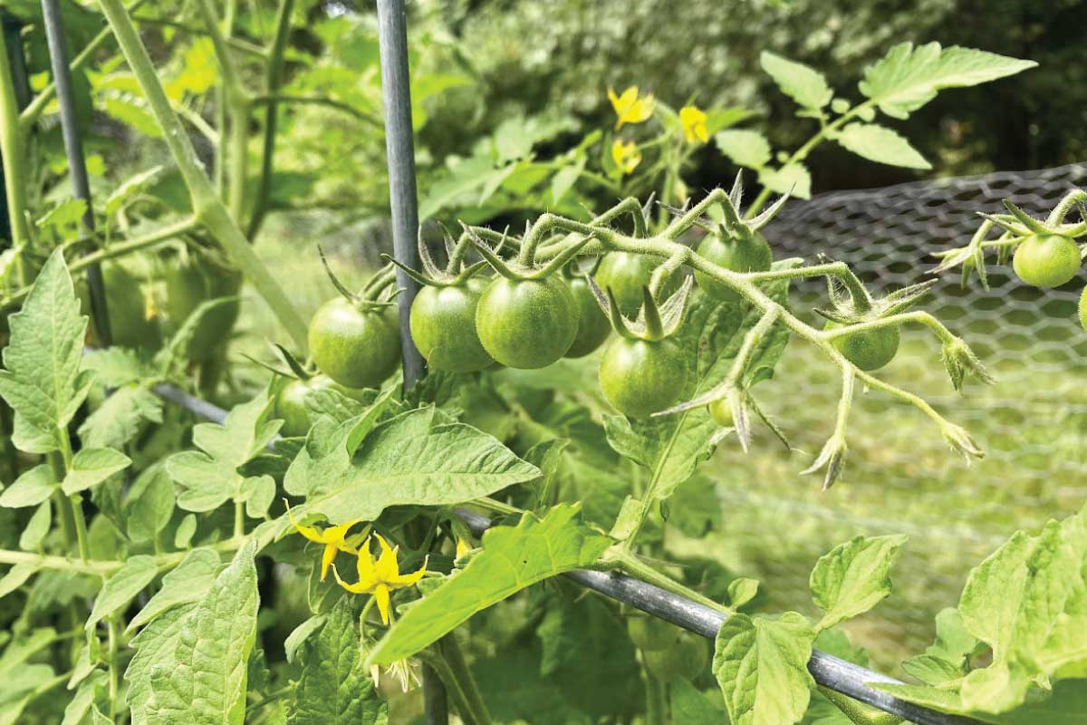 Staking Indeterminate Tomatoes.