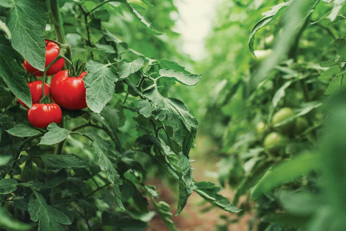 Tomato Plants.