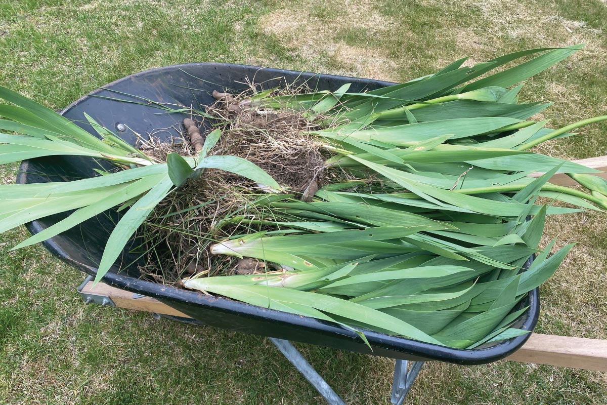 Transplanting iris.