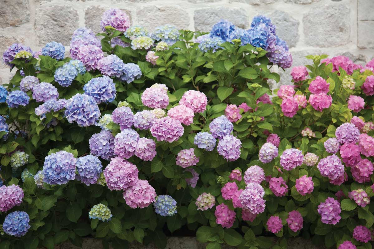 When & How to Prune Hydrangeas by Type.