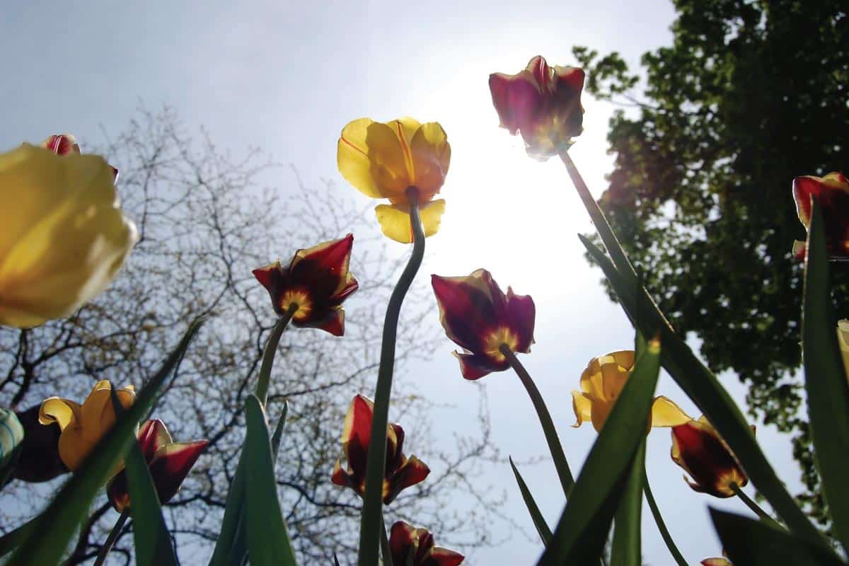 Why Are My Tulips Short?