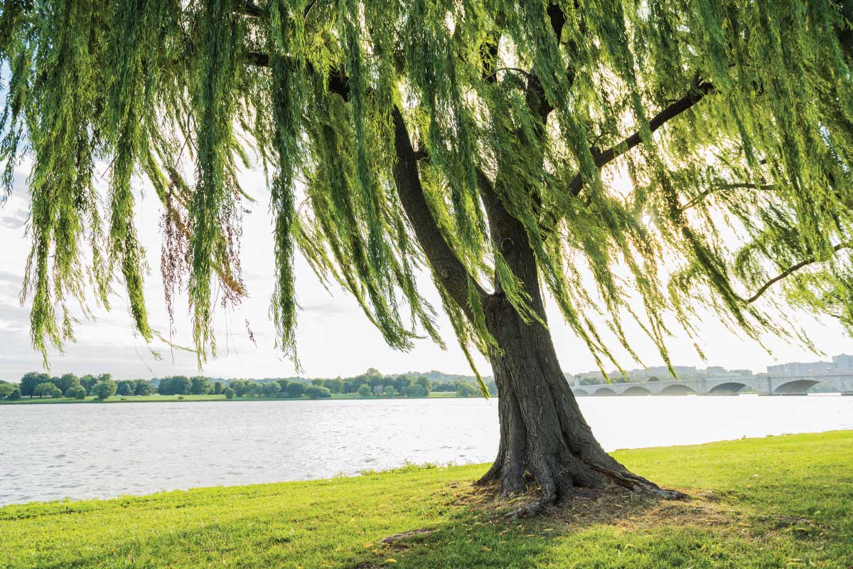 Willow Water for Plant Propagation.