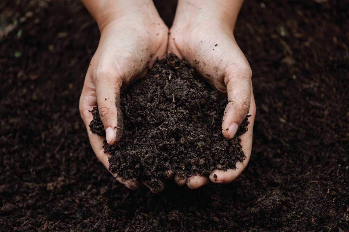 World Soil Day.